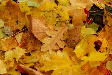Texture of fallen leaves of different tree species on the ground.