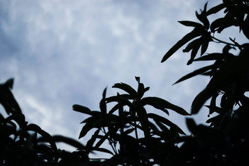Silhouette shot of Mango tree on blue sky background.