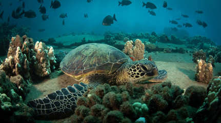Hawaiian Green Sea turtle on a coral reef in Maui