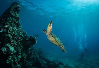Obraz na płótnie Canvas Hawaiian Green Sea turtle on a coral reef in Maui