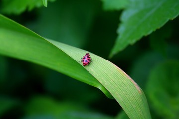 Ladybug on Green Leaf