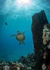 Naklejka premium Hawaiian Green Sea turtle on a coral reef in Maui