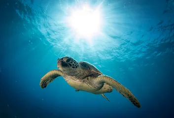 Foto op Plexiglas Hawaiiaanse Groene Zeeschildpad op een koraalrif in Maui © Drew