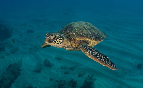 Hawaiian Green Sea turtle on a coral reef in Maui © Drew