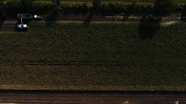 Maisernte, Landwirtschaftliche T&auml;tigkeit zur Ernte Saison