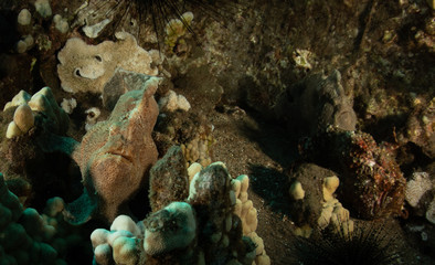 Naklejka na ściany i meble Tropical fish in the Bahamas over a coral reef