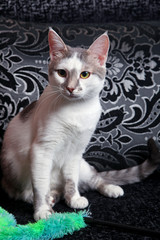 White-tabby cat