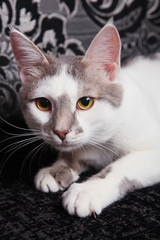 White-tabby cat