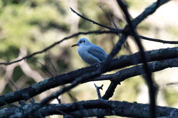 Oiseau
