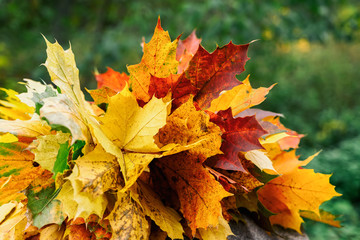 Multicolored bouquet of autumn colorful maple leaves close-up. Autumn concept