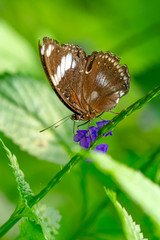 Closeup  beautiful butterfly  & flower in the garden.