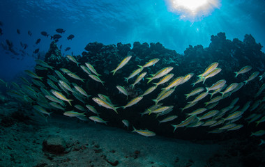 Schools of fish and coral on a reef in Hawaii