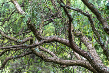 Fototapeta premium tree