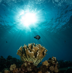 Fototapeta premium Schools of fish and coral on a reef in Hawaii