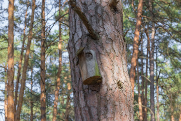 Old birdhouse on a tree for forest birds in the forest