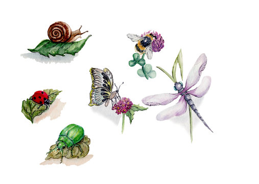 insects watercolor illustration