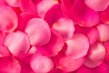 Obraz premium petals of roses