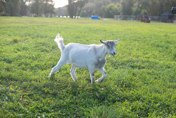 Obraz premium White goat goes from right to the left in a meadow and looking stubborn. Warm summer evening light. Copy space