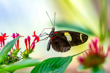 Closeup  beautiful butterfly  & flower in the garden.