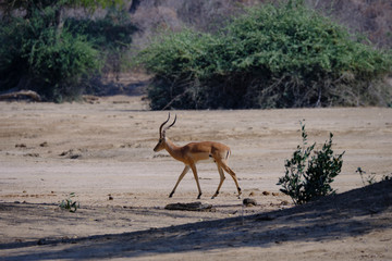 Impala in Mana Pools National Park, Zimbabwe