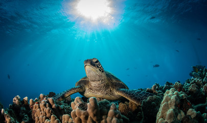 Hawaiian Green Sea turtle on a coral reef in Maui