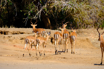 Fototapeta na wymiar Impala in Mana Pools National Park, Zimbabwe