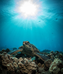 Hawaiian Green Sea turtle on a coral reef in Maui
