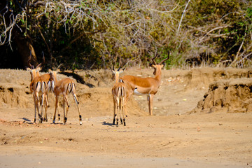 Naklejka premium Impala in Mana Pools National Park, Zimbabwe