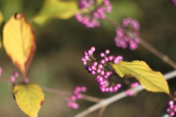 Callicarpa bodinieri (beautyberry Lamiaceae or Bodinier's beauty berry, American beautyberry, Callicarpa americana) autumnal colorful shrub with purple berries, branches and leaves