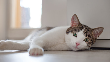 Beautiful home cat lying on the floor at home, place for text