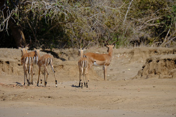 Fototapeta na wymiar Impala in Mana Pools National Park, Zimbabwe