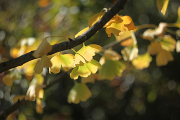 Ginkgo biloba yelow leaves on a branch in the bright sunshine. Autumn nature background