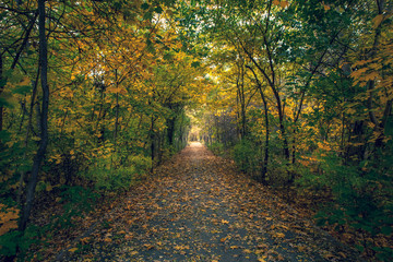 Fototapeta na wymiar Tunnel of Autumn Trees