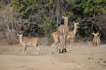 Impala in Mana Pools National Park, Zimbabwe