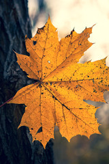 Autumn Leaves On Tree