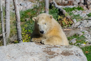 White bear in Canada, standing behind a rock during the Indian summer, the forest in background