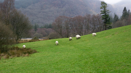 Irish Sheep Eating Grass