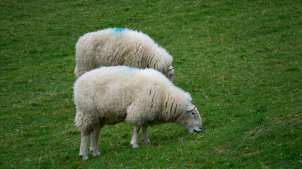 Obraz na płótnie Canvas Irish Sheep Eating Grass