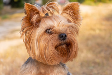 yorkshire terrier outdoors