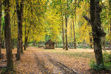 Autumn yellow color forest house forest nature hut
