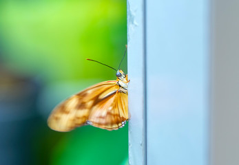 Closeup  beautiful butterfly  & flower in the garden.