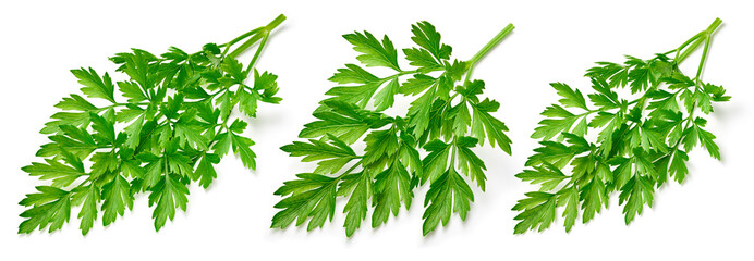 Parsley collection. Fresh parsley isolated on white background.