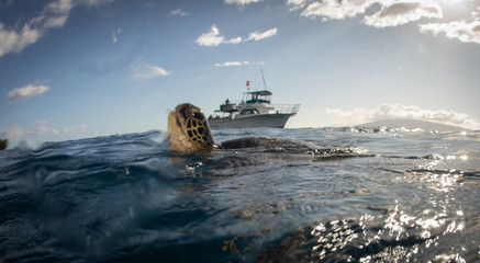 Hawaiian Green Sea turtle on a coral reef in Maui