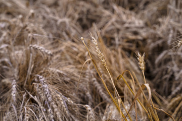 Fototapeta premium Wheat field. Ears of golden wheat close up. 