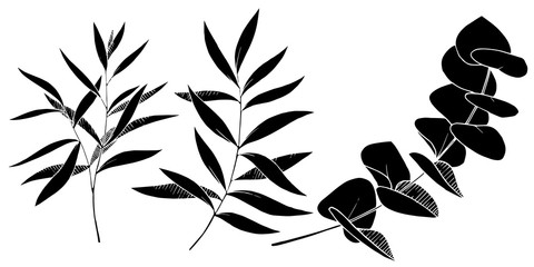 Vector Eucalyptus leaves branch. Black and white engraved ink art. Isolated branches illustration element. - 295711086