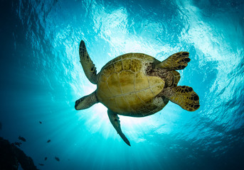 Hawaiian Green Sea turtle on a coral reef in Maui