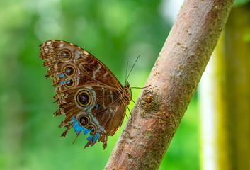 Closeup  beautiful butterfly  & flower in the garden.