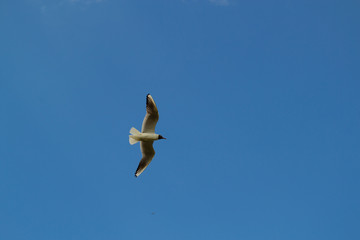 Seagull in flight