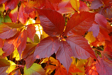 colorful autumn leaves as background