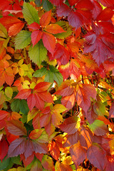 Naklejka na ściany i meble beautiful сolorful autumn leaves background